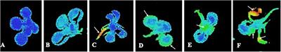 Imaging of Chlorophyll a Fluorescence in Natural Compound-Induced Stress Detection